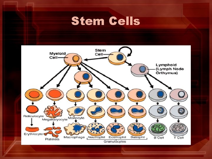 Stem Cells Stem Cells