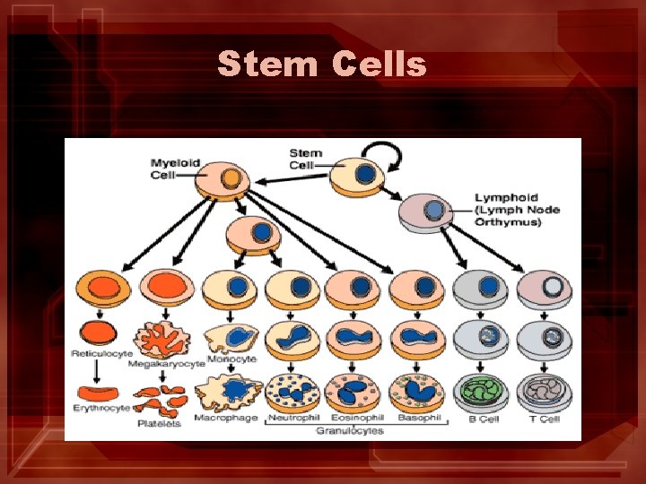 Stem Cells 