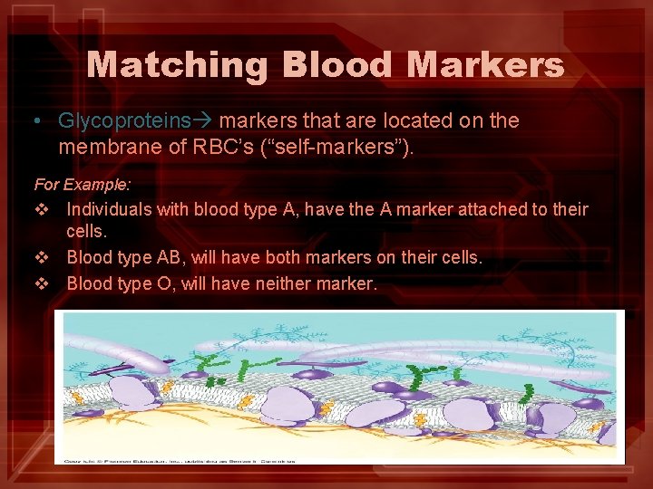 Matching Blood Markers • Glycoproteins markers that are located on the membrane of RBC’s