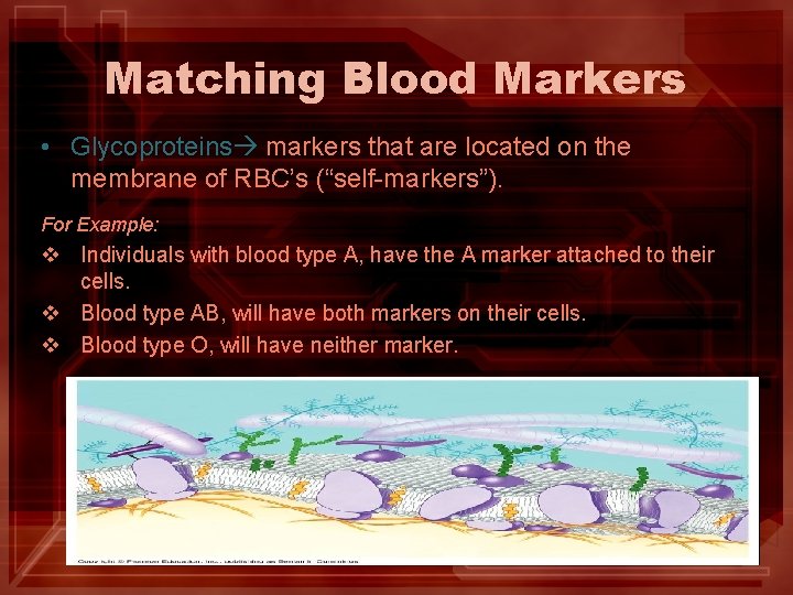Matching Blood Markers • Glycoproteins markers that are located on the membrane of RBC’s Matching Blood Markers • Glycoproteins markers that are located on the membrane of RBC’s