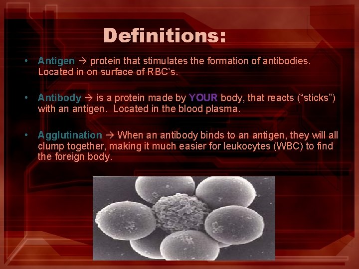 Definitions: • Antigen protein that stimulates the formation of antibodies. Located in on surface