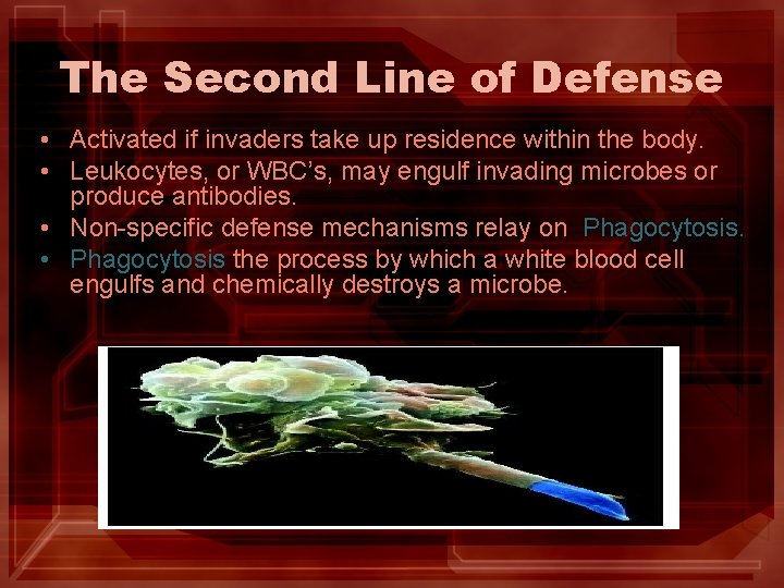 The Second Line of Defense • Activated if invaders take up residence within the The Second Line of Defense • Activated if invaders take up residence within the