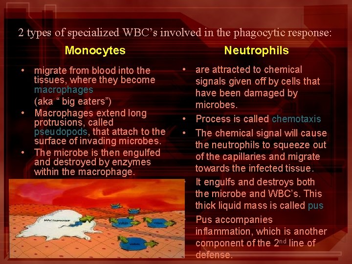 2 types of specialized WBC’s involved in the phagocytic response: Monocytes Neutrophils • migrate