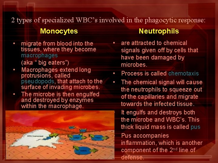2 types of specialized WBC’s involved in the phagocytic response: Monocytes Neutrophils • migrate 2 types of specialized WBC’s involved in the phagocytic response: Monocytes Neutrophils • migrate