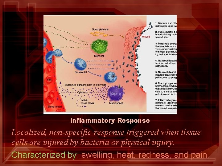 Inflammatory Response Localized, non-specific response triggered when tissue cells are injured by bacteria or Inflammatory Response Localized, non-specific response triggered when tissue cells are injured by bacteria or