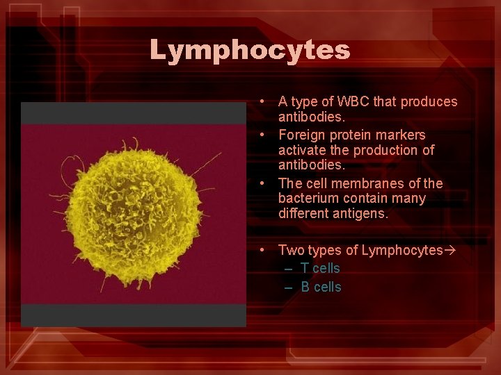 Lymphocytes • A type of WBC that produces antibodies. • Foreign protein markers activate