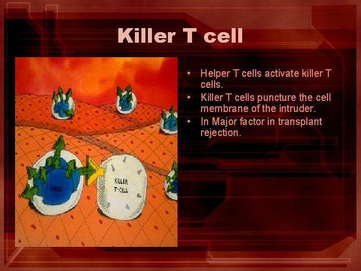 Killer T cell • Helper T cells activate killer T cells. • Killer T
