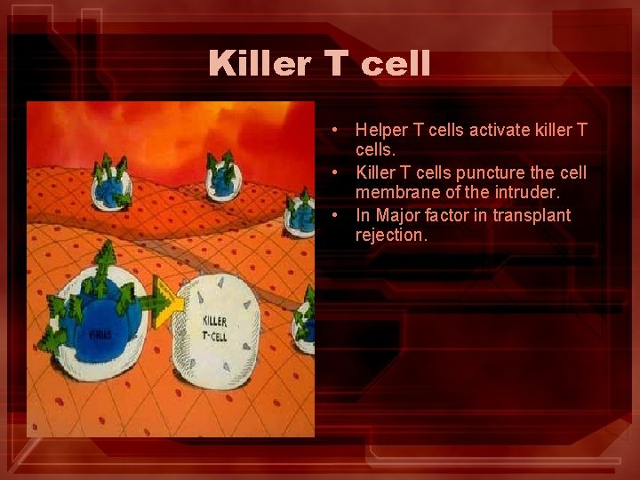 Killer T cell • Helper T cells activate killer T cells. • Killer T Killer T cell • Helper T cells activate killer T cells. • Killer T