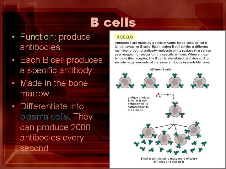 B cells • Function: produce antibodies. • Each B cell produces a specific antibody.