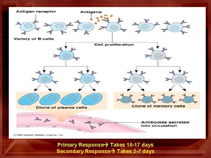 Primary Response Takes 10 -17 days Secondary Response Takes 2 -7 days 