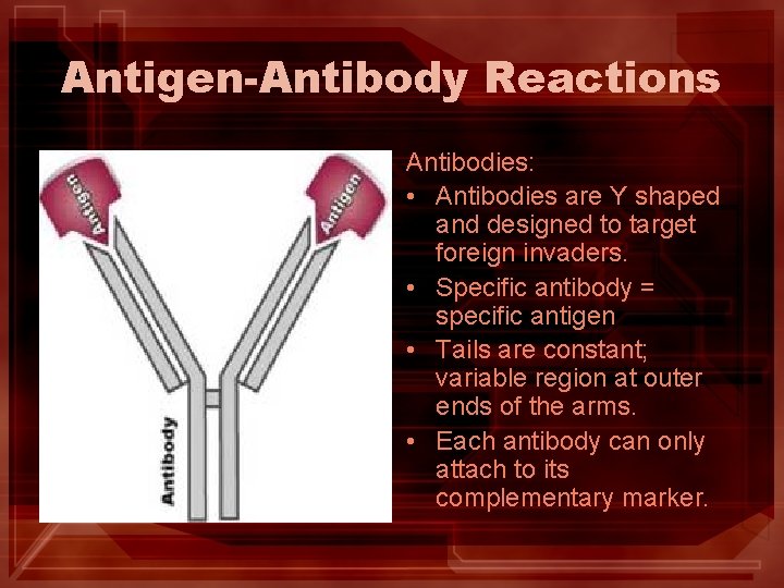 Antigen-Antibody Reactions Antibodies: • Antibodies are Y shaped and designed to target foreign invaders.