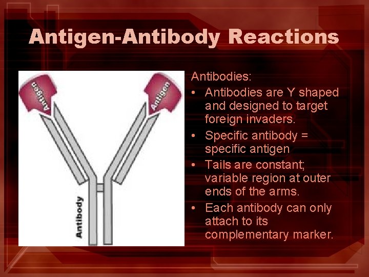 Antigen-Antibody Reactions Antibodies: • Antibodies are Y shaped and designed to target foreign invaders. Antigen-Antibody Reactions Antibodies: • Antibodies are Y shaped and designed to target foreign invaders.