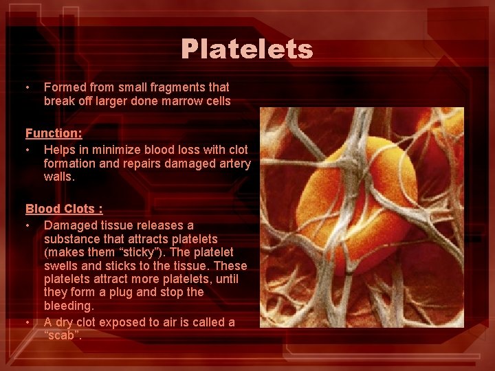 Platelets • Formed from small fragments that break off larger done marrow cells Function: