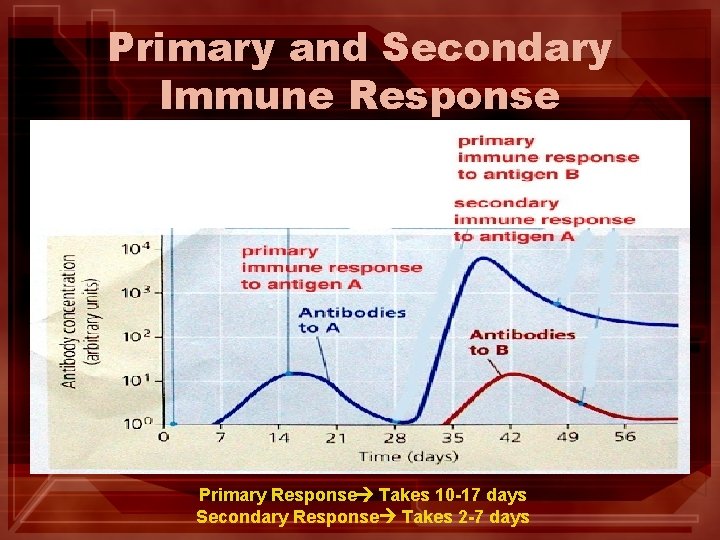 Primary and Secondary Immune Response Primary Response Takes 10 -17 days Secondary Response Takes