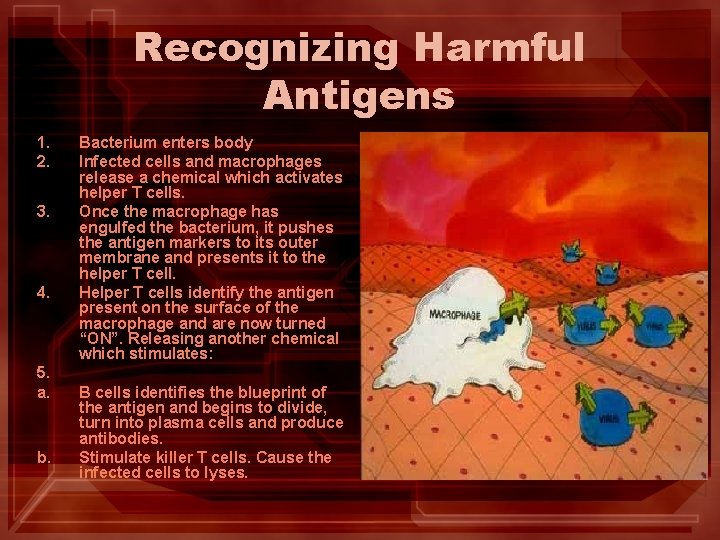 Recognizing Harmful Antigens 1. 2. 3. 4. 5. a. b. Bacterium enters body Infected Recognizing Harmful Antigens 1. 2. 3. 4. 5. a. b. Bacterium enters body Infected