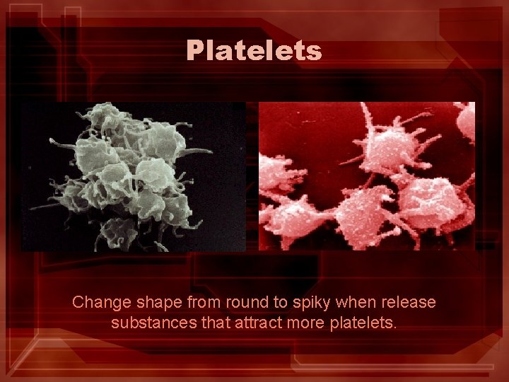 Platelets Change shape from round to spiky when release substances that attract more platelets. Platelets Change shape from round to spiky when release substances that attract more platelets.