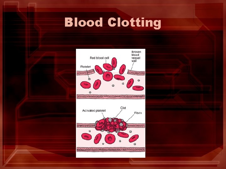 Blood Clotting Blood Clotting