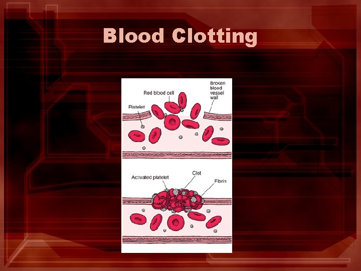 Blood Clotting 