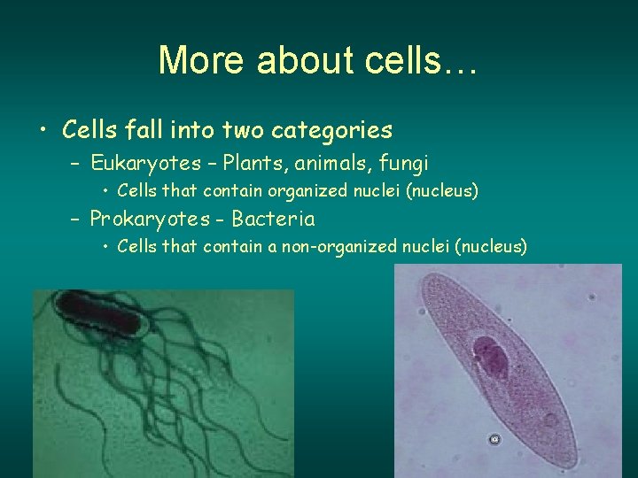 More about cells… • Cells fall into two categories – Eukaryotes – Plants, animals,