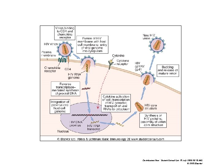 Downloaded from: Student. Consult (on 19 July 2006 06: 18 AM) © 2005 Elsevier Downloaded from: Student. Consult (on 19 July 2006 06: 18 AM) © 2005 Elsevier