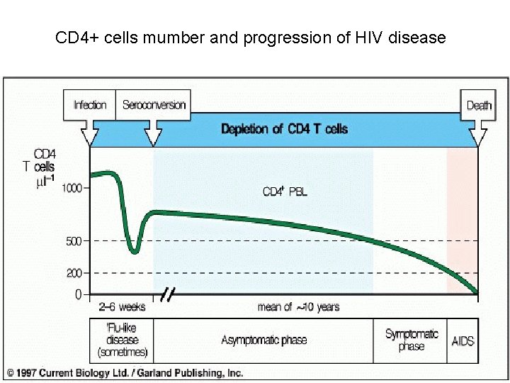 CD 4+ cells mumber and progression of HIV disease CD 4+ cells mumber and progression of HIV disease