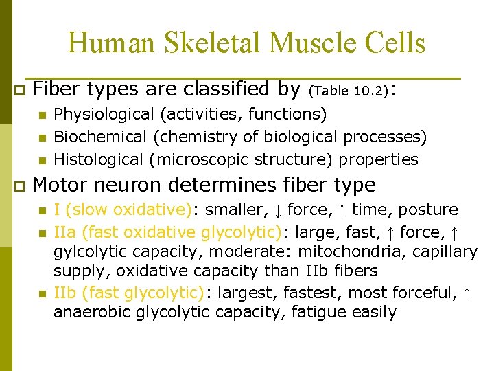 Human Skeletal Muscle Cells p Fiber types are classified by n n n p