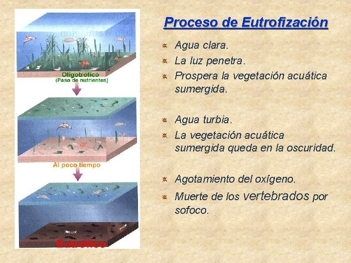 Proceso de Eutrofización Agua clara. La luz penetra. Prospera la vegetación acuática sumergida. Agua Proceso de Eutrofización Agua clara. La luz penetra. Prospera la vegetación acuática sumergida. Agua