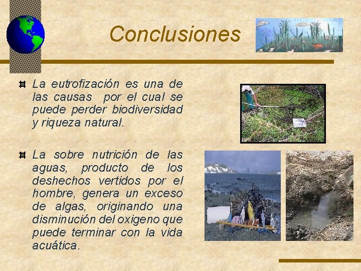Conclusiones La eutrofización es una de las causas por el cual se puede perder Conclusiones La eutrofización es una de las causas por el cual se puede perder