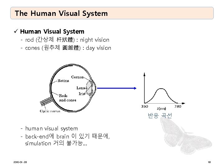 The Human Visual System ü Human Visual System - rod (간상체 杆狀體) : night