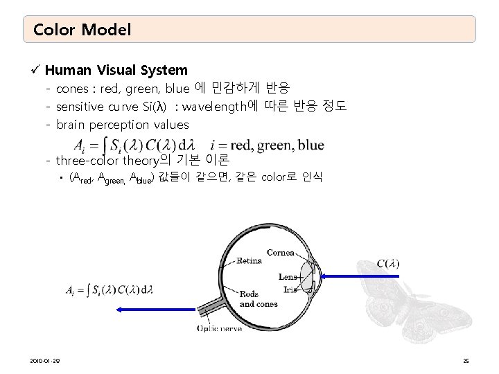 Color Model ü Human Visual System - cones : red, green, blue 에 민감하게