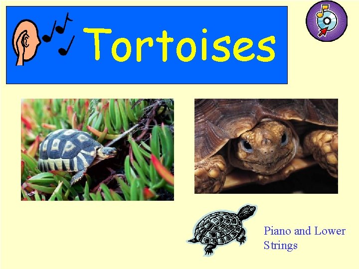 Tortoises Piano and Lower Strings 