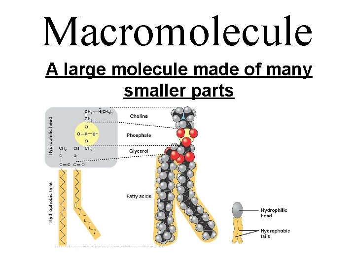 Macromolecule A large molecule made of many smaller parts 