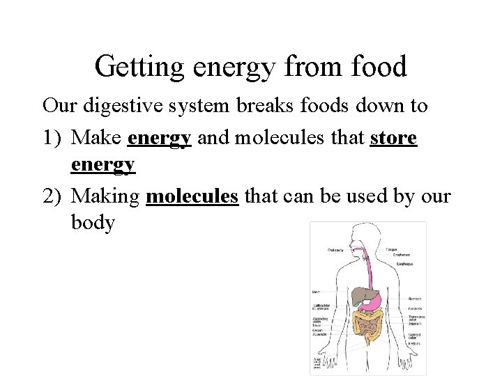 Getting energy from food Our digestive system breaks foods down to 1) Make energy