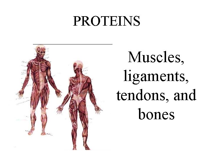 PROTEINS Muscles, ligaments, tendons, and bones 