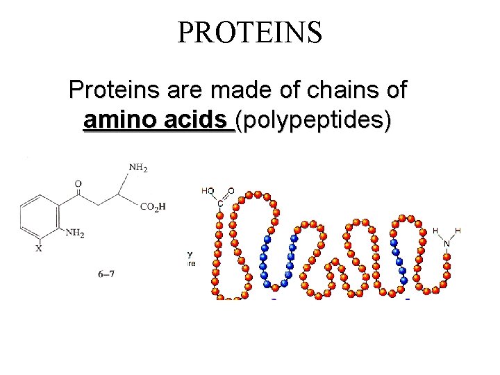 PROTEINS Proteins are made of chains of amino acids (polypeptides) 