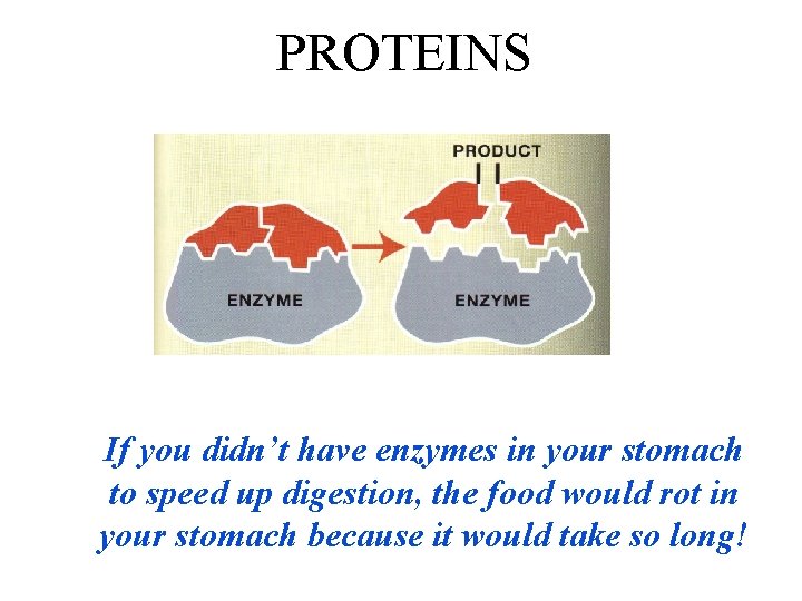 PROTEINS If you didn’t have enzymes in your stomach to speed up digestion, the