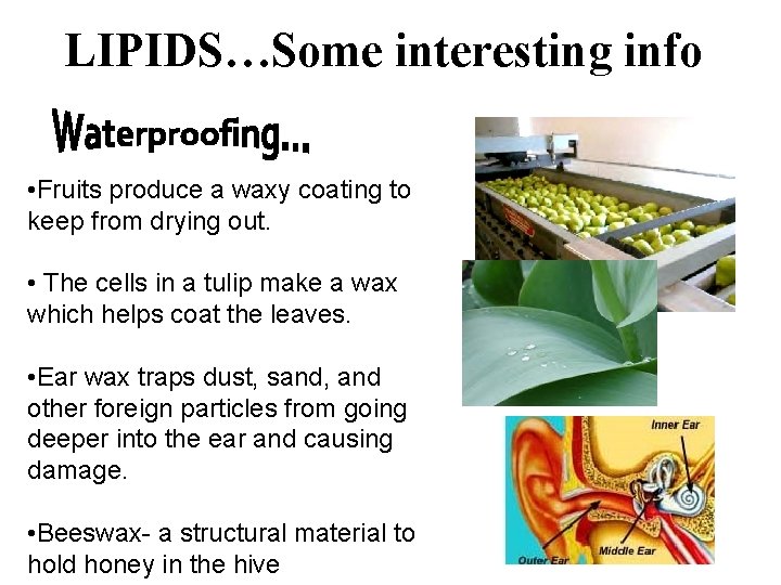 LIPIDS…Some interesting info • Fruits produce a waxy coating to keep from drying out.