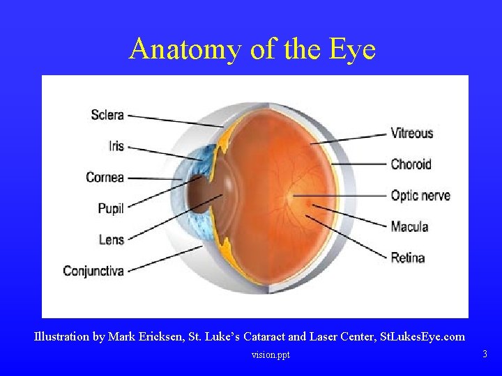 Anatomy of the Eye Illustration by Mark Ericksen, St. Luke’s Cataract and Laser Center,