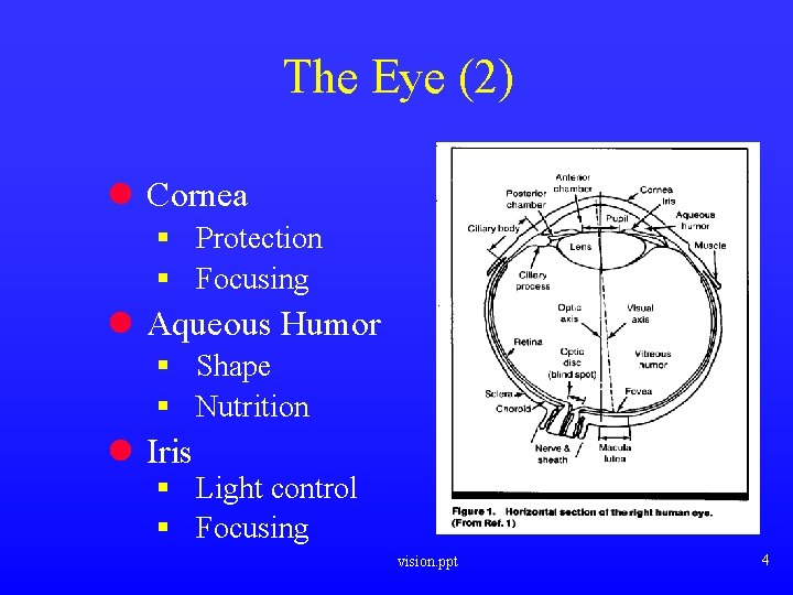 The Eye (2) l Cornea § Protection § Focusing l Aqueous Humor § Shape