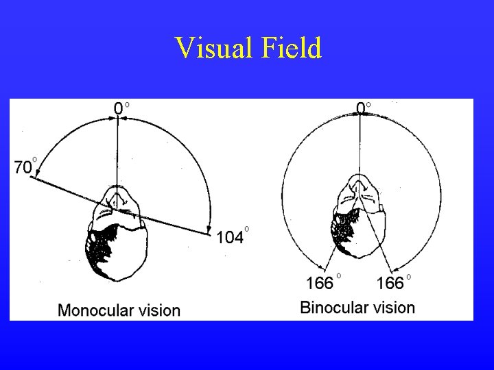 Visual Field Visual Field