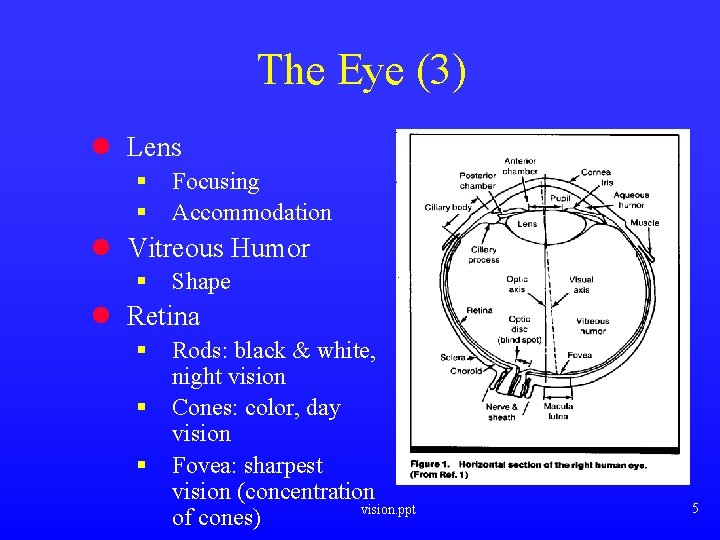 The Eye (3) l Lens § § Focusing Accommodation l Vitreous Humor § Shape The Eye (3) l Lens § § Focusing Accommodation l Vitreous Humor § Shape