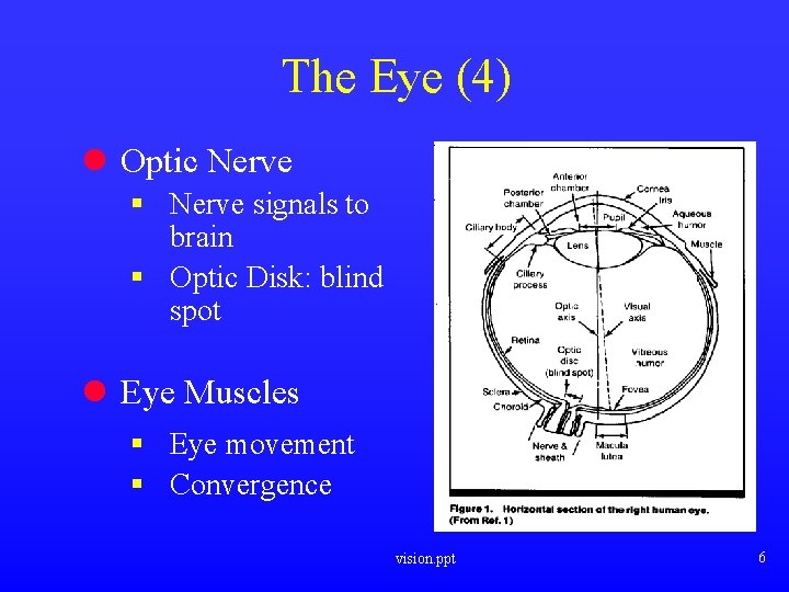 The Eye (4) l Optic Nerve § Nerve signals to brain § Optic Disk: