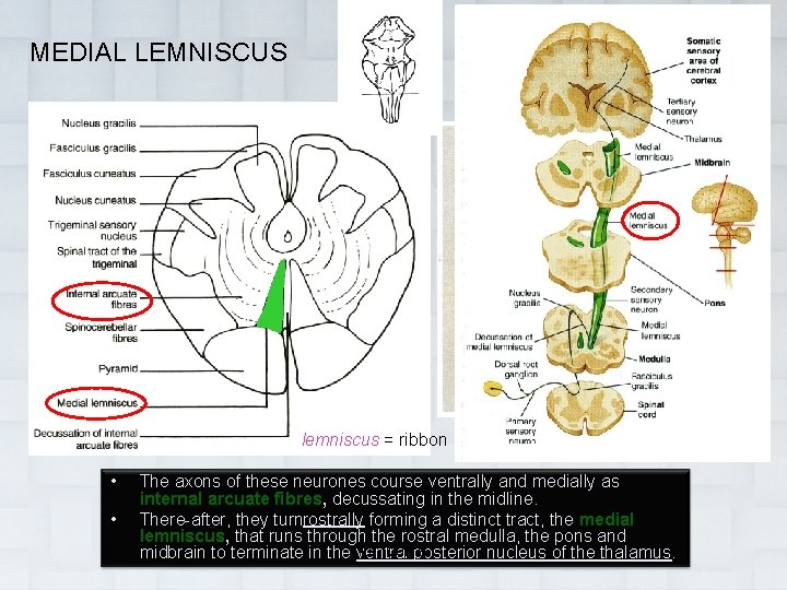 MEDIAL LEMNISCUS lemniscus = ribbon • • The axons of these neurones course ventrally