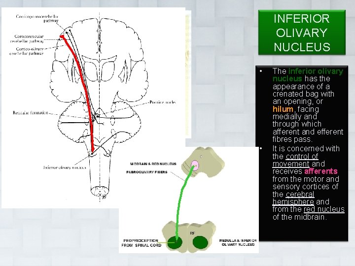 INFERIOR OLIVARY NUCLEUS • • Dr. Vohra The inferior olivary nucleus has the appearance