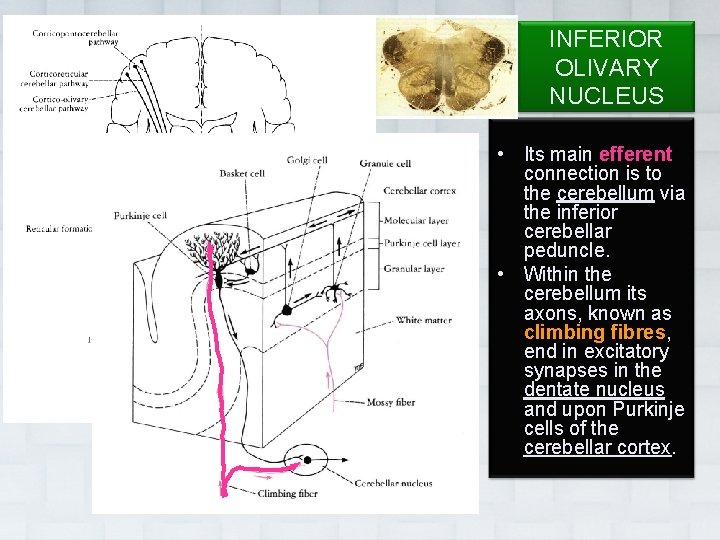 INFERIOR OLIVARY NUCLEUS • Its main efferent connection is to the cerebellum via the