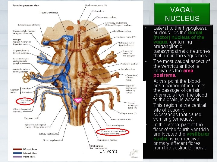 VAGAL NUCLEUS • • • Dr. Vohra Lateral to the hypoglossal nucleus lies the
