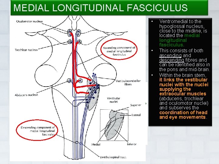 MEDIAL LONGITUDINAL FASCICULUS • • • Dr. Vohra Ventromedial to the hypoglossal nucleus, close