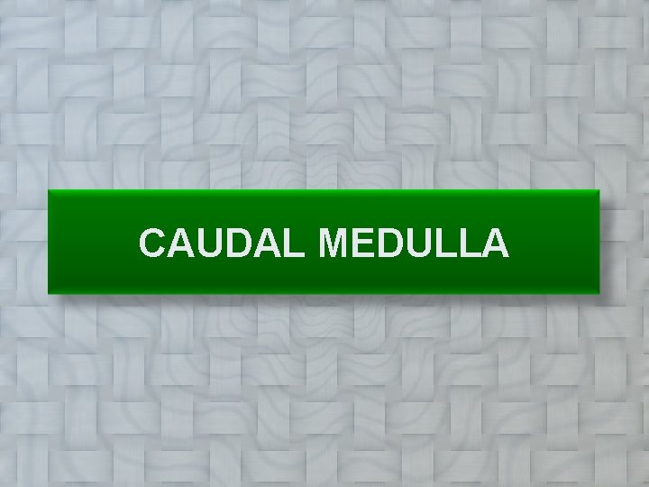CAUDAL MEDULLA 