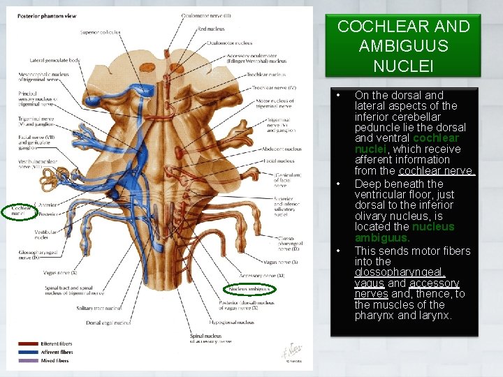 COCHLEAR AND AMBIGUUS NUCLEI • • • Dr. Vohra On the dorsal and lateral
