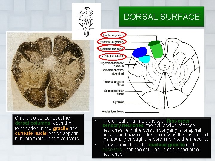 DORSAL SURFACE On the dorsal surface, the dorsal columns reach their termination in the